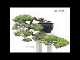 Bonsai lạ