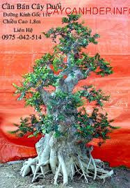 Bonsai dáng trực
