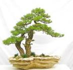 Bonsai 5