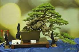 Bonsai 4