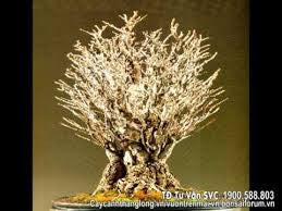 Bonsai 11