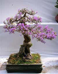 Bon sai 9