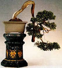 Bonsai 1