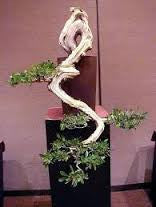 Bonsai 2