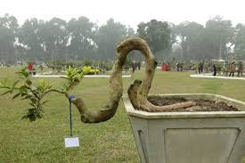 Bonsai 3