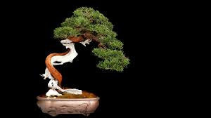 Bonsai 6
